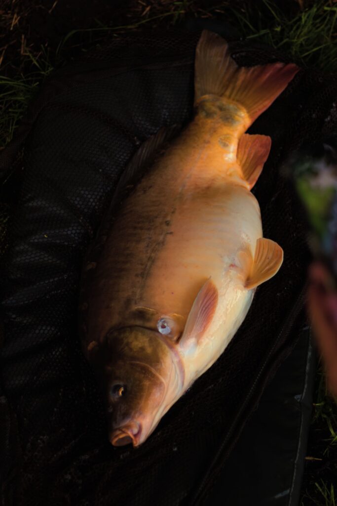 swit_41 świtezianka - karp