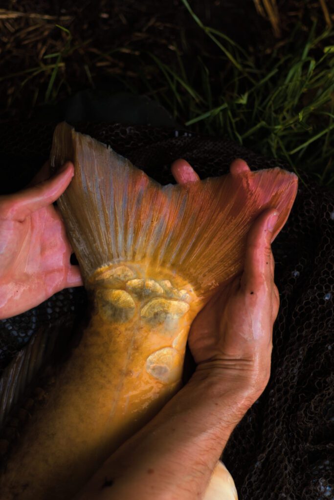 swit_42 świtezianka - ogon karpia